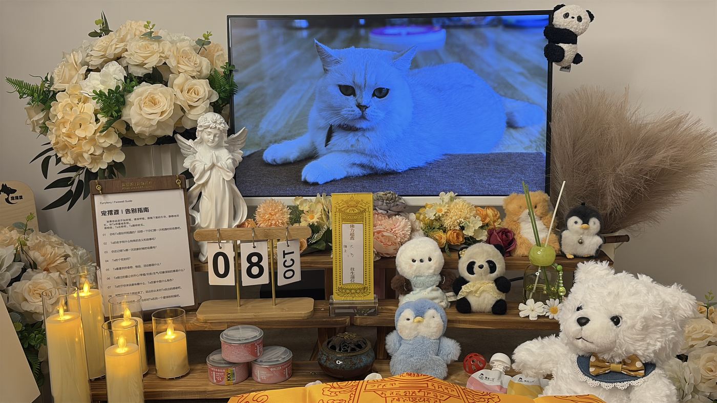 猫的遗体处理流程